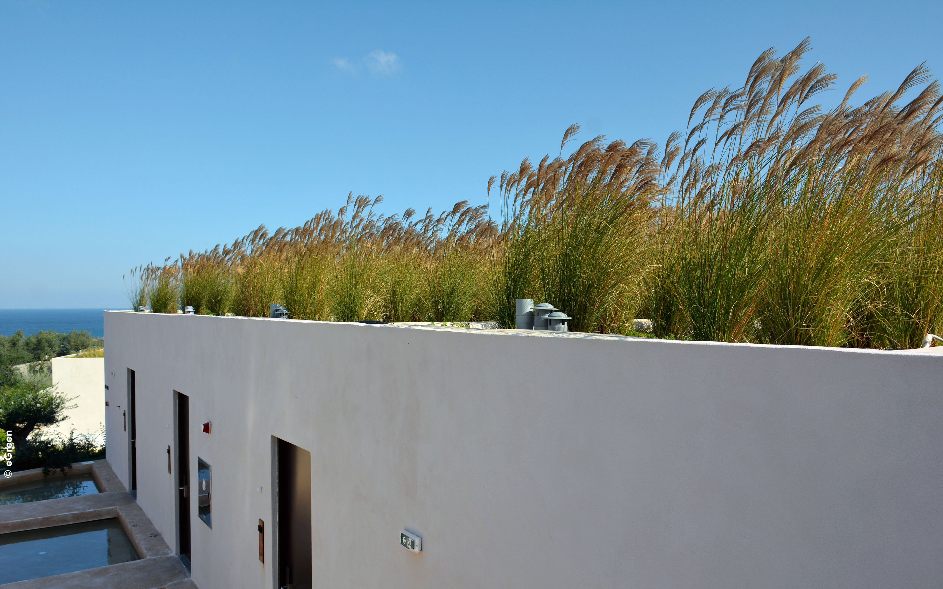 Grasses on the roofs dance and move with the breeze reflecting waves on the ocean. Ornamental grasses on a rooftop